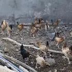 دجاج بلدي