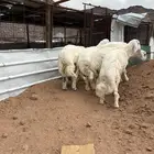 ذبايح طليان