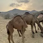 5قعدان فل شحم الاعمار من سبه اشهر الى تسع اشهر