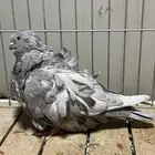 ذكر كشكش بودر