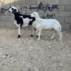 خرووف حرري ورخل هجين