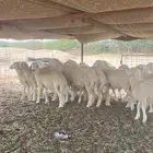 طليان مراح