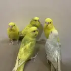 خمسه ببغاء بادجي للبيع ب500