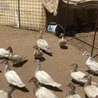 بط سوداني ( مسكوفي ) ( مصري ) ( بح )