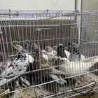 حمام للبيع  دجاج للبيع نظيف شرط وبيض