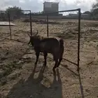 للبيع اربع عنقاق وفحلها