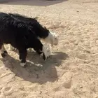 نجد خاروف و رخل نجديات