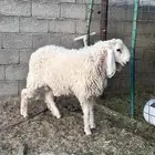 خروف طلي بكستاني بيور