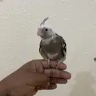 فرخ كروان نهايه غر