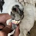 حريه مشروكه ثنين