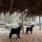 تيس عارضي