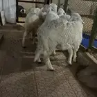 خرفان حريات مغلقه
