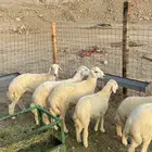 طليان ذبايح للبيع