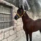 حصان واهو ولد كنز البداير