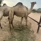 نياق معزول عنهن عيالهن جاهزات للضراب