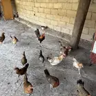 دجاج بلدي شرط تحضين وانتاج والصحه