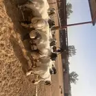 فحول جدعان نعيم