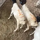 طليان برابر للبيع