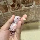 فروخ روز البينو عيون حمرا