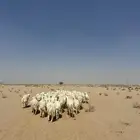 غنم للبيع