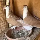 حمام زينه ( تم البيع )