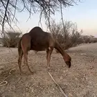 جمل احمر ادهم