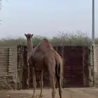 قعود مشروع فحل