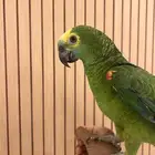ببغاء امزوني بلو فرنتد