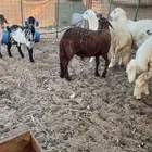 طليان حري سواكن تيوس نظيفة شرط