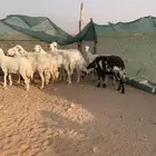 حريات
