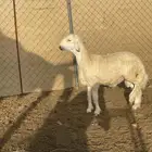 فحل حري
