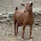 شاه دهما