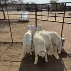 طليان شحم للبيع