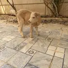 ماعز قزم (عمر 3 شهور)