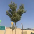 بذور ترمناليا منتالي