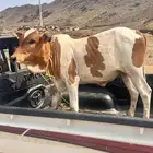 عجل للبيع العمر 8 شهور