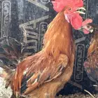 للبيع 10 ديكة