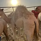 للبيع الحشو
