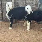 بهم نجد طيبات