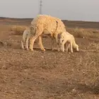 حرية متومه معها خروف ورخل