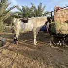 تيس فحل هولندي فاخر