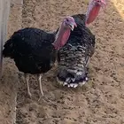 ديوك رومي يوجد ذبح