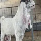 معزاء دفيع بفحلها مشاريك