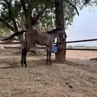 مهر لا البيع