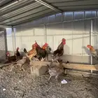 دجاج بلدي حظان نظيف الصحه ممتازه