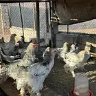 دجاج براهما كولمبي