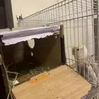 زوج روز تحته بيض