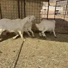 وصول ذبايح بريه حري ونجدي يوجد سلخ وتوصيل