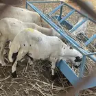 كبش بلدي للبيع المستعجل