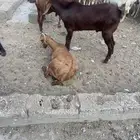 تيس فحل سن جذع